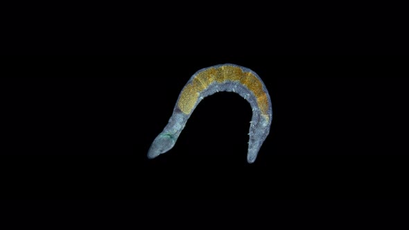 Worm Polychaeta Family Ctenodrilidae Under a Microscope Order Terebellida