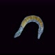Worm Polychaeta Family Ctenodrilidae Under a Microscope Order Terebellida - VideoHive Item for Sale