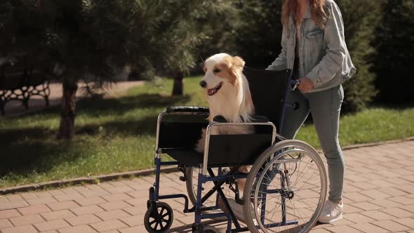 A Girl Carries a Dog in a Wheelchair Helping Loved Ones the Concept of Helping People with