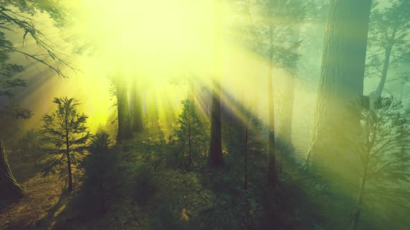 Morning Fog in the Giant Sequoias Forest