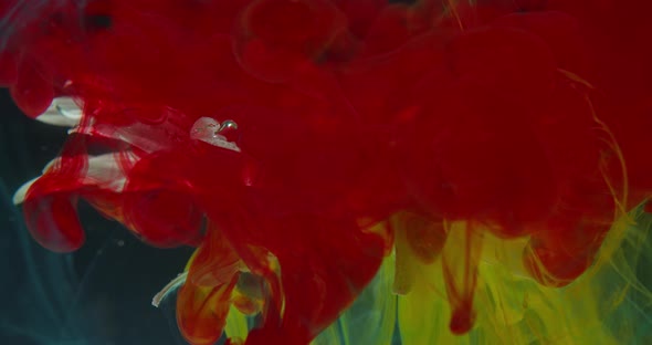 Beautiful Red Cloud of Ink Is Falling Down on a Flower Underwater, 