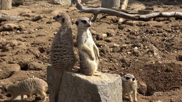 Meerkat, Suricata suricatta sitting on a stone and looking into the distance.