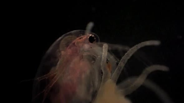 Microscopic Daphnia is caught in a Hydra's tentacles.