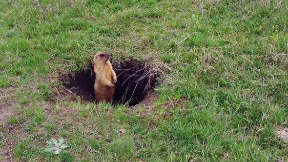 Bobak or Marmot in Its Natural Habitat