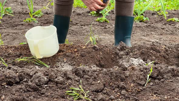 Older Female Planting Potatoes Into a Garden Bed in Ukrainian Village