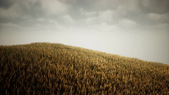 Dark Stormy Clouds Over Wheat Field