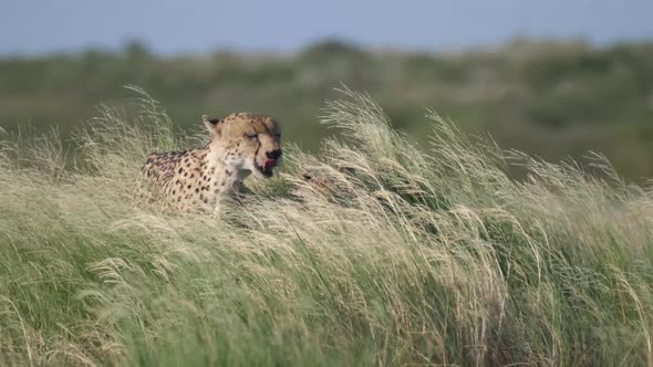 Two Cheetahs in high grass at the Central Kalahari Game Reserve in Botswana