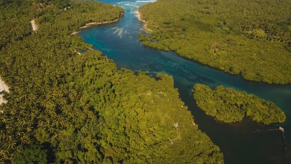 Mangrove Forest in Asia