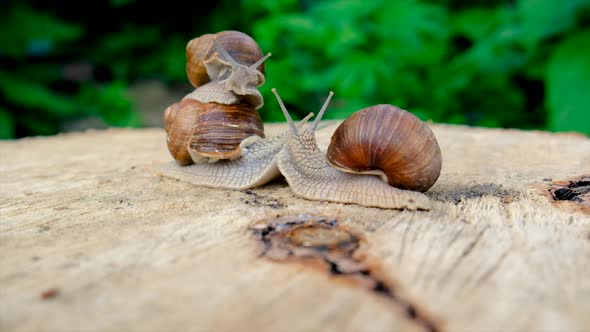 Snails Crawl on a Tree