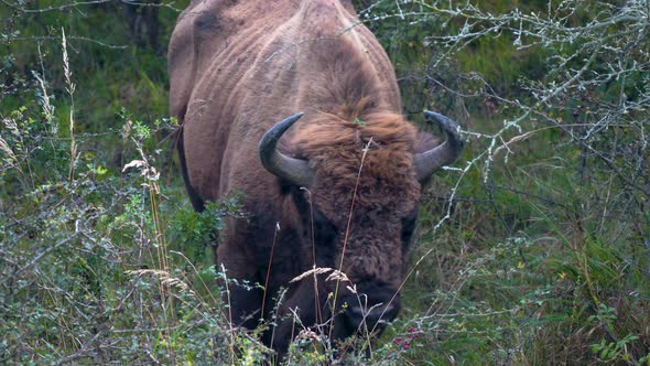 Large european bison bonasus bull walking in a lush thicket,Czechia.