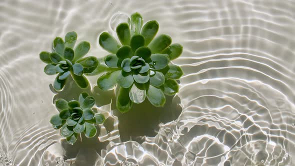 Green Succulent Flowers on Water Surface and Falling Water Drops Raindrops Waves on Beige Background