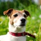 Jack Russel Terrier on Green Field - VideoHive Item for Sale