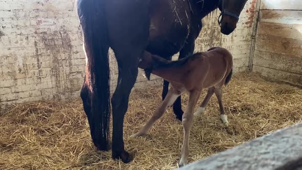 Foal Sucks Mare's Tit and Falls to the Floor in the Stable