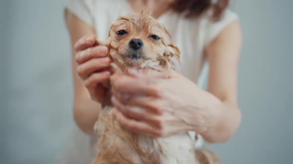 Woman Washing Her Dog's Hair