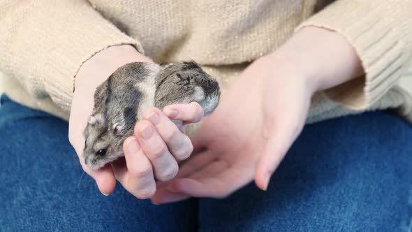 Two Jungar Hamsters in the Hands of a Woman