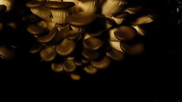 Oyster mushrooms time lapse. Healthly food. Edible mushrooms background. Biological pattern.