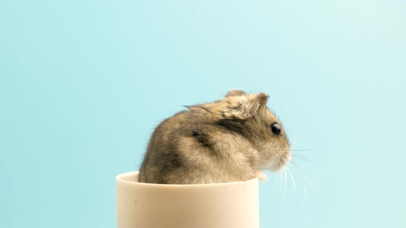 Closeup of a small funny miniature jungar hamster. Fluffy and cute Dzhungar rat at home.