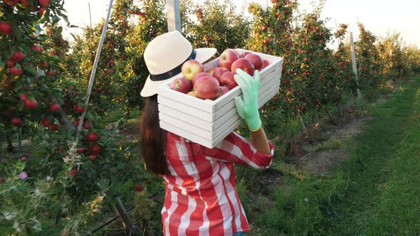 Apple Harvest