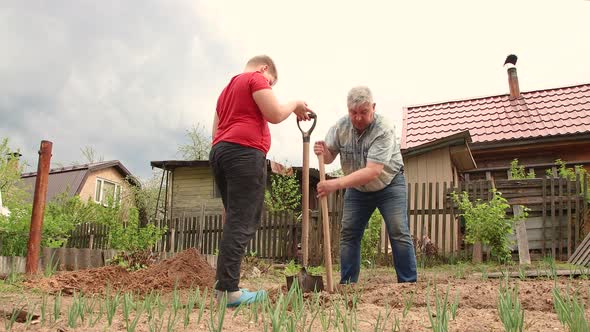 Father and Son are Digging a Hole with a Shovel for Planting a Tree Bottom View