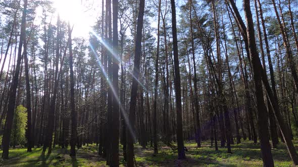 Walking Through the Forest with Pine Trees During the Day POV Slow Motion