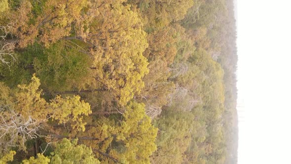 Vertical Video of Trees in the Forest in Autumn