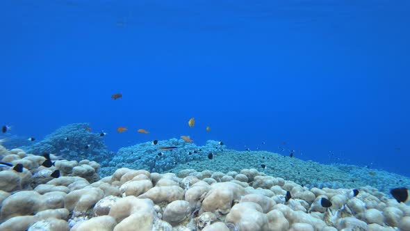 Coral Garden Hard Corals