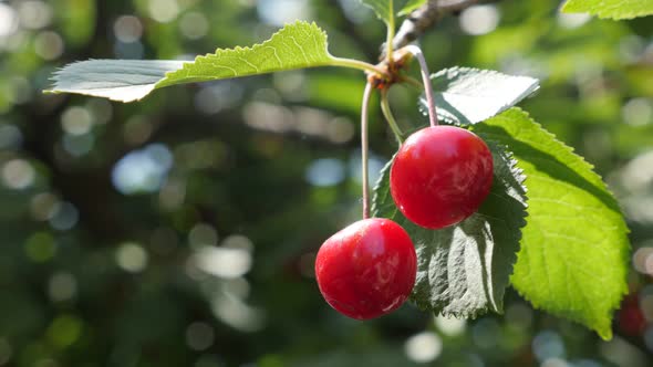 Sour cherry tree branch with tasty fruit on wind 4K 2160p 30fps UltraHD footage - Prunus cerasus tre