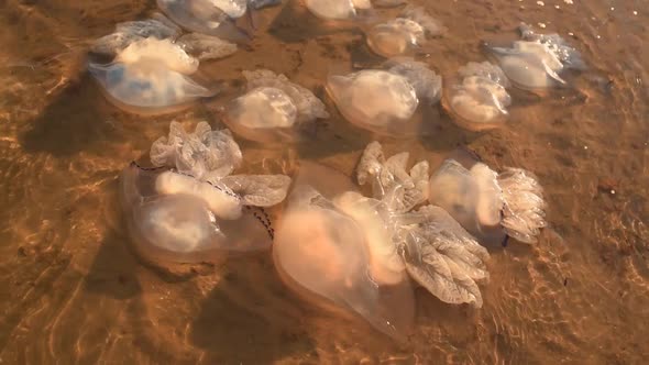 Dead Jellyfish Swims Near Shore