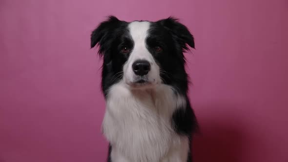 Funny Portrait of Cute Puppy Dog Border Collie Isolated on Pink Colorful Background