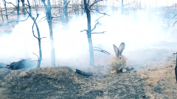 Smoldering Forest Ground with a Rabbit in Clouds of Smoke