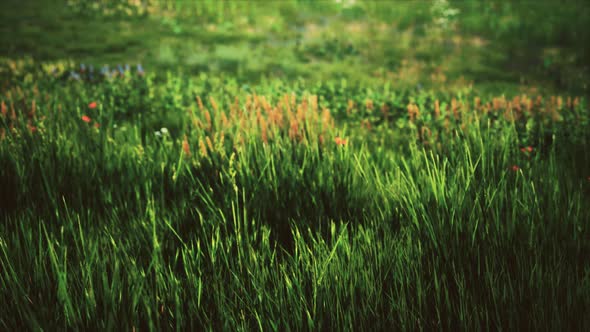 Field with Green Grass and Wild Flowers at Sunset