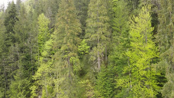 Ukraine, Carpathians: Forest Landscape. Aerial View