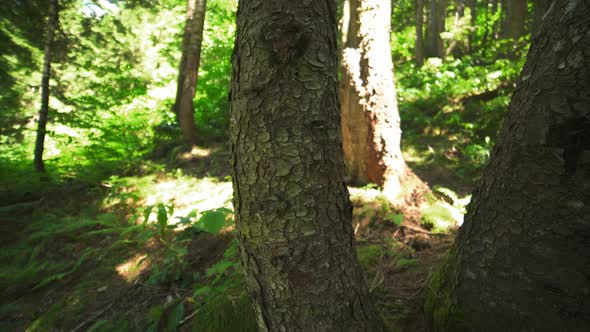 Rising Up Ward in the Woods