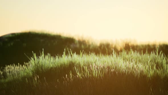 Green Field at Sunrise with Blue Sky