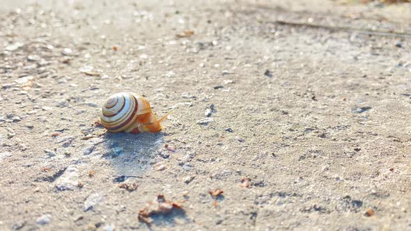 A Small Snail Crawls Out of Its Shell and Crawls Away in Fast Motion