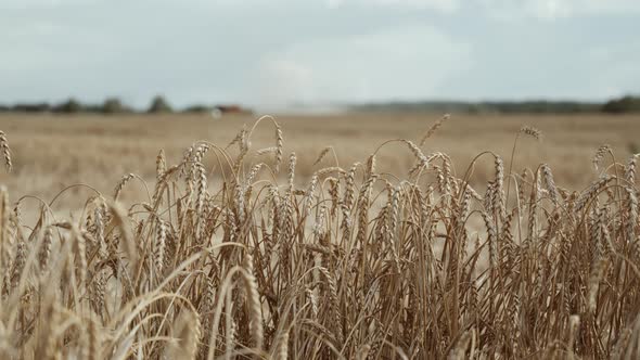 Wheat Field a Combine Harvester Is Moving in the Distance