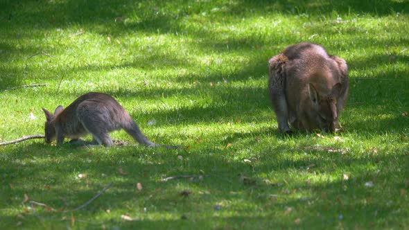 Close up shot of kangaroo family eating grass of green meadow during sunlight. Prores high quality s