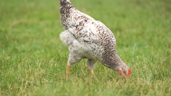 Domestic chicken walking on green grass feeding on rural eco farm.