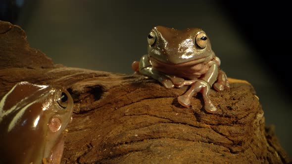 Australian Green Tree Frogs Sitting on Wooden Snag in Black Background