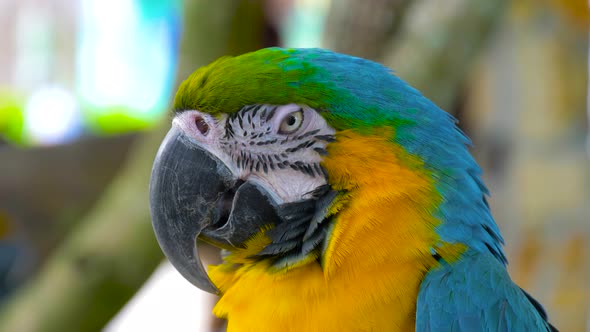 Macaw Parrot Blue-and-yellow Close Up