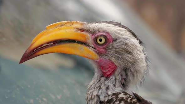 Yellow-billed hornbill looking around at the game reserve in Botswana - closeup shot