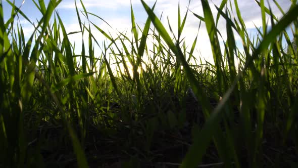 Grass And Sun