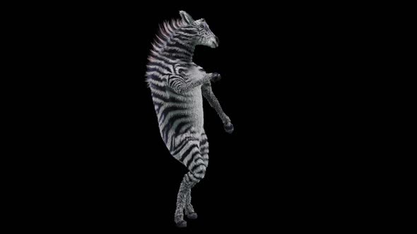 41 Zebra Dancing HD