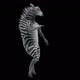 41 Zebra Dancing HD - VideoHive Item for Sale