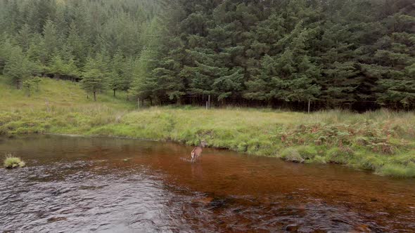 A Red Stag Crossing a River Surrounded By Forests