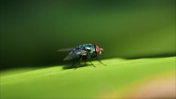 black fly footage. fly insects hd videos. series