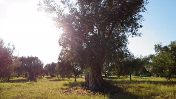 Italian Olive Oil tree at sunset