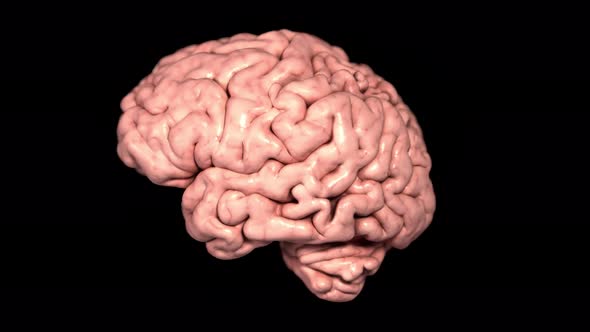 Rotating brain anatomy on black background. 3D medical animation alt