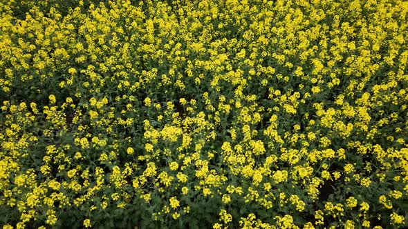 Aerial view of spring rapeseed flower field