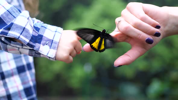 A Female Hand Transmits a Live Butterfly to a Children's Hand